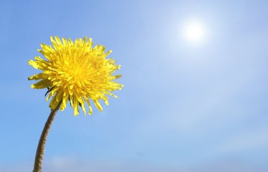 Dandelion over sky background        