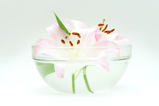 Flowers in glass isolated on white 