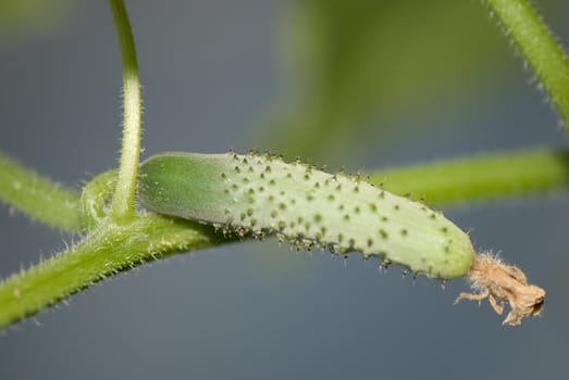 Green cucumber on the bunch