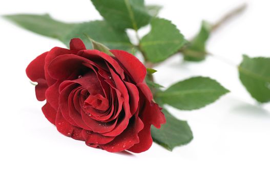 Single red rose close-up on a white background