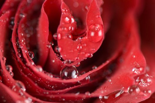 Close-up of a wet red rose bud 