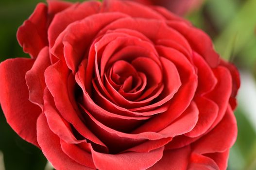 Single red rose close-up