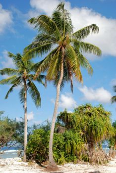  Coconut palm trees on tropical island 