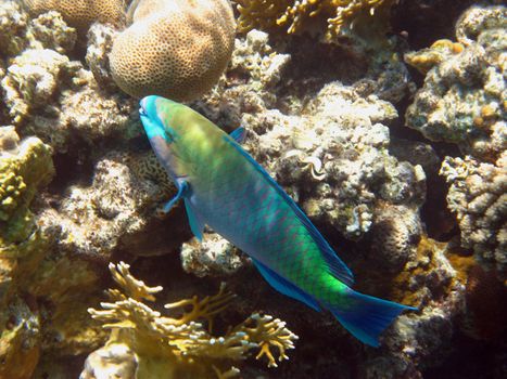 Tropical fish and coral reef in Red sea