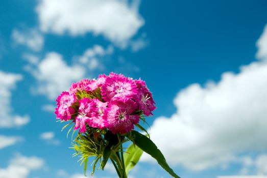 flower on a background of the blue sky