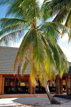 Open restaurant on tropical island in an environment of coconut palm trees. Maldives 
