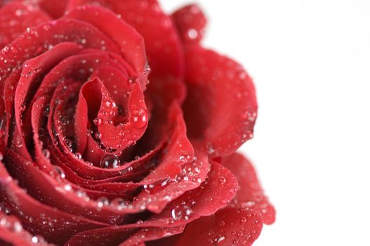 Close-up of single red rose bud 