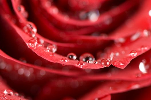 Close-up of single red rose bud 