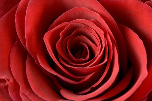 Close-up of single red rose bud 