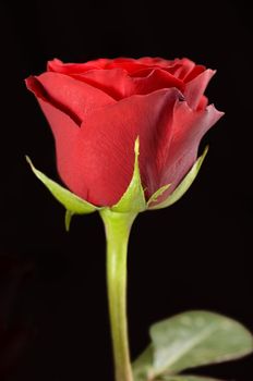 Single red rose close-up against black background