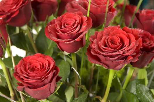 Wet rose bouquet close-up