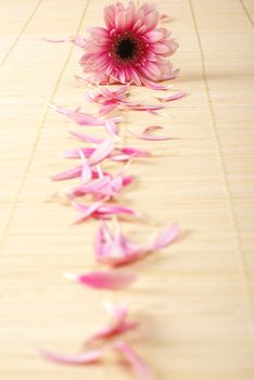 Flower on the bamboo mat             