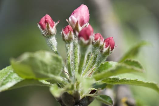Spring flowers of the fruit tree, ready to blossom 