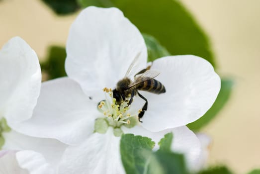 Bee collecting pollen on a spring flower 