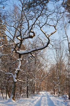 view series: cold winter forest landscape with snow