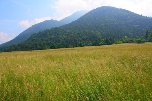 View on italian meadow