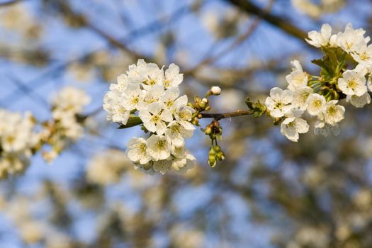 an flowered apple tree