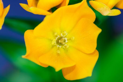 Ornithogalum Dubium - "Oranjezicht" - south africa