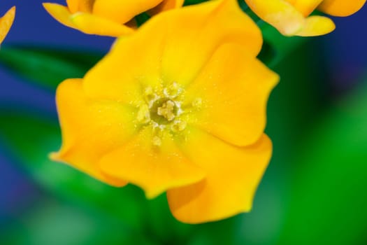 Ornithogalum Dubium - "Oranjezicht" - south africa