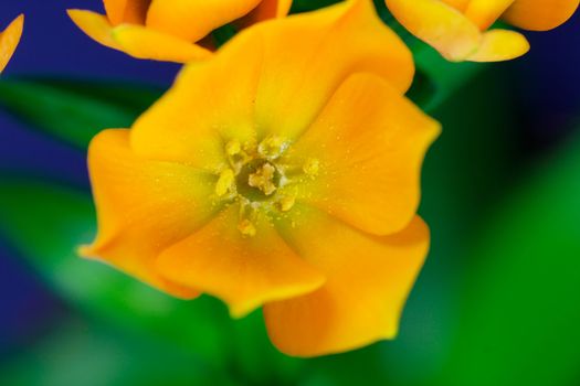 Ornithogalum Dubium - "Oranjezicht" - south africa