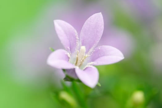 wunderfull blue flower - close-up