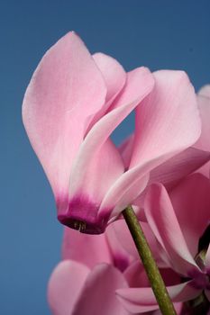 lovely pink flower close-up - cyclame