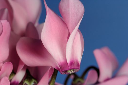 lovely pink flower close-up - cyclame