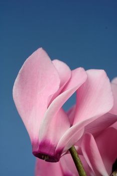 lovely pink flower close-up - cyclame