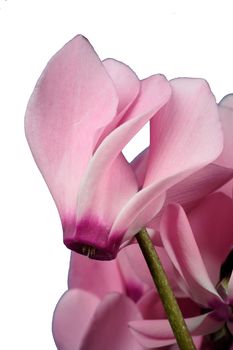 lovely pink flower close-up - cyclame