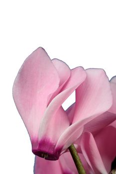 lovely pink flower close-up - cyclame