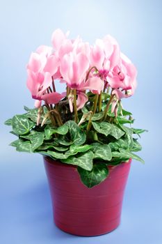 lovely pink flower close-up - cyclame