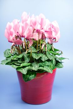 lovely pink flower close-up - cyclame