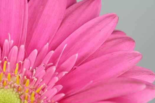 wonderfull pink flower - Gerbera - close-up