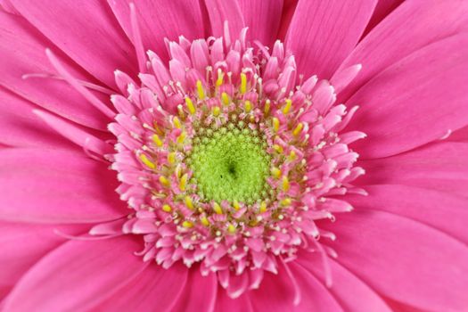 wonderfull pink flower - Gerbera - close-up