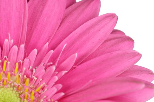 wonderfull pink flower - Gerbera - close-up