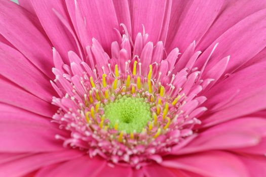 wonderfull pink flower - Gerbera - close-up