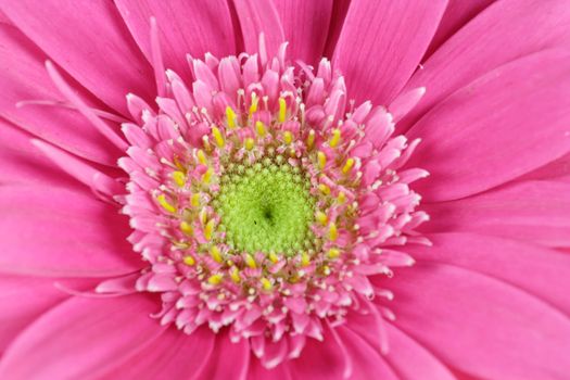 wonderfull pink flower - Gerbera - close-up