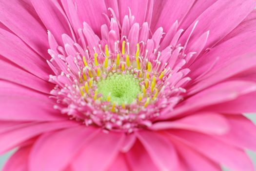 wonderfull pink flower - Gerbera - close-up