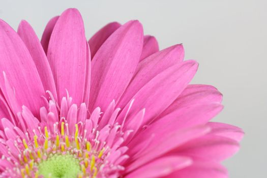 wonderfull pink flower - Gerbera - close-up