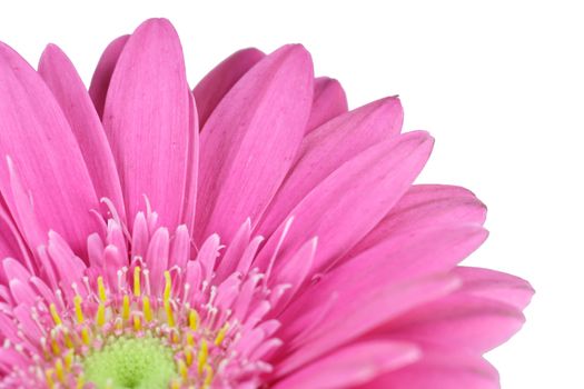 wonderfull pink flower - Gerbera - close-up