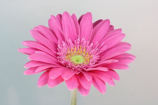 wonderfull pink flower - Gerbera - close-up