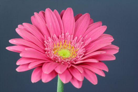 wonderfull pink flower - Gerbera - close-up