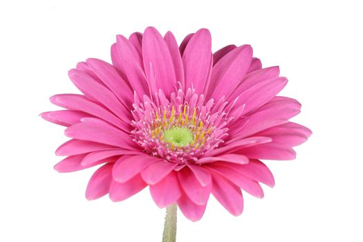 wonderfull pink flower - Gerbera - close-up