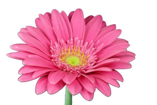 wonderfull pink flower - Gerbera - close-up