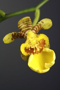 close-up of a wonderfull orchidee