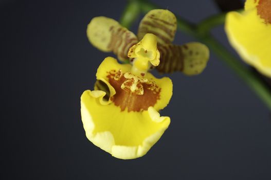 close-up of a wonderfull orchidee