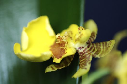 close-up of a wonderfull orchidee