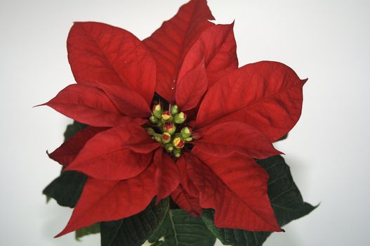 a wonderfull red christmas flower