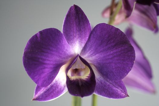 close-up of a wonderfull orchidee