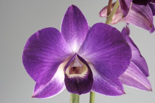 close-up of a wonderfull orchidee